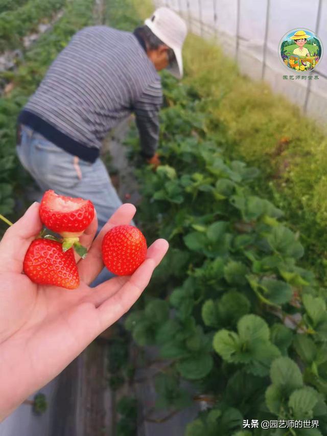 夏季草莓，为高山农业带来新契机