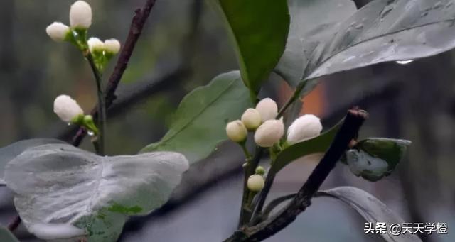 脐橙树种植的步骤，只要掌握以下三点，原来种树也不难