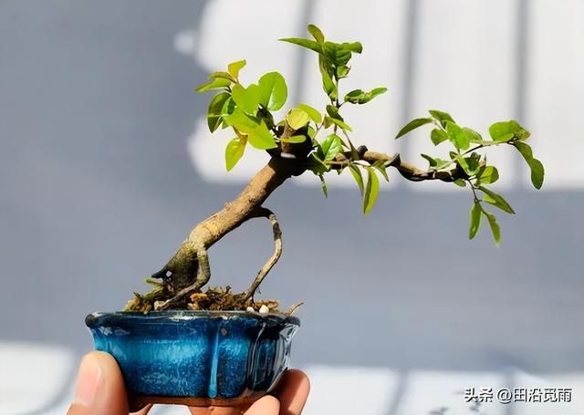 初学盆景，提根有难度？了解这几点，提根效果好！