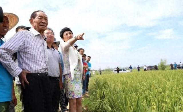 盐碱地产出的海水稻，口感难吃却越种越多，国家为何要大量种植？