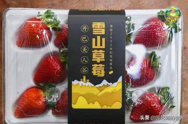 夏季草莓，为高山农业带来新契机