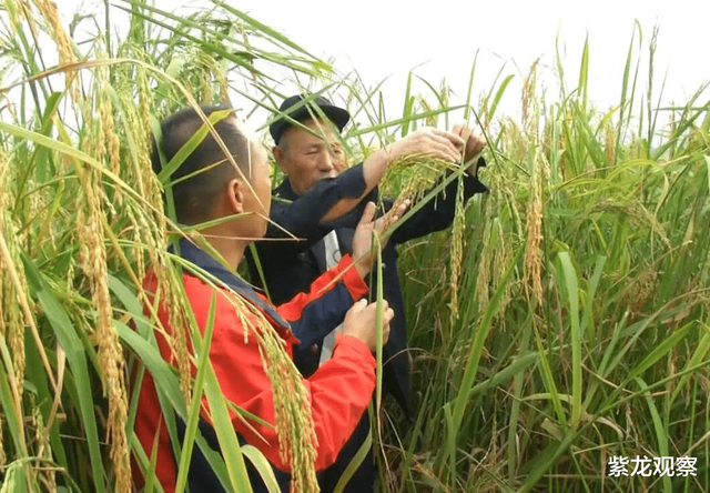 袁老的禾下乘凉梦实现了，中国成功试种巨型水稻，高度足足有2米