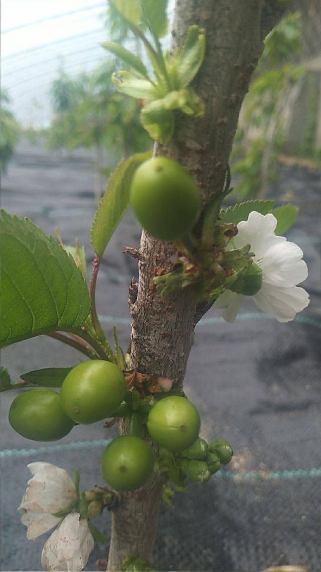 论大樱桃一根棍树形的优缺点以及栽植密度