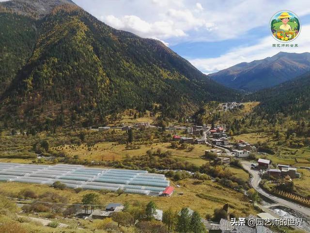 夏季草莓，为高山农业带来新契机