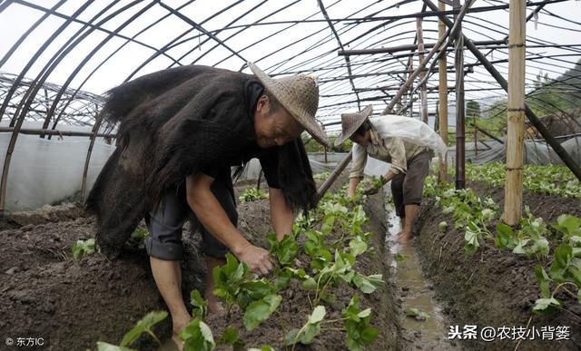 蔬菜定植前巧炼苗，移栽后缓苗快、苗势壮、成活率高！