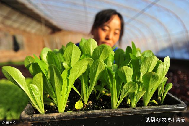 蔬菜定植前巧炼苗，移栽后缓苗快、苗势壮、成活率高！