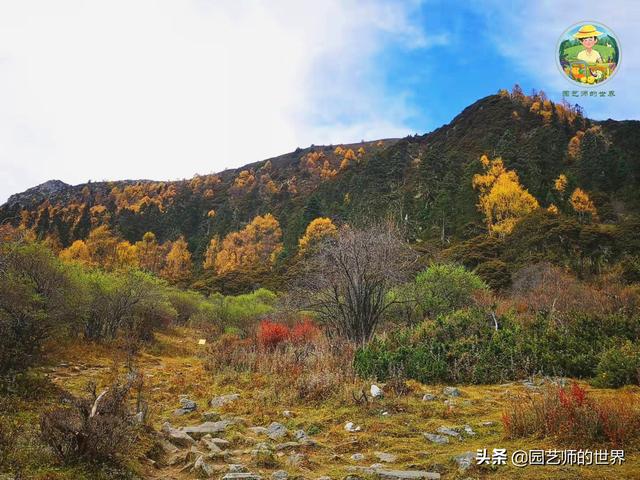 夏季草莓，为高山农业带来新契机