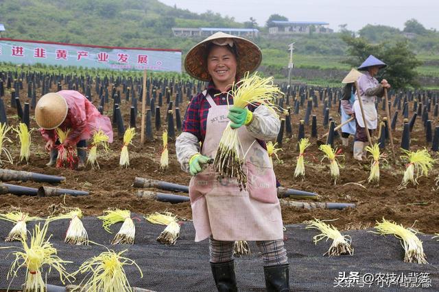 韭黄是怎么种植出来的？韭黄有哪些种植技巧和管理技术要点？