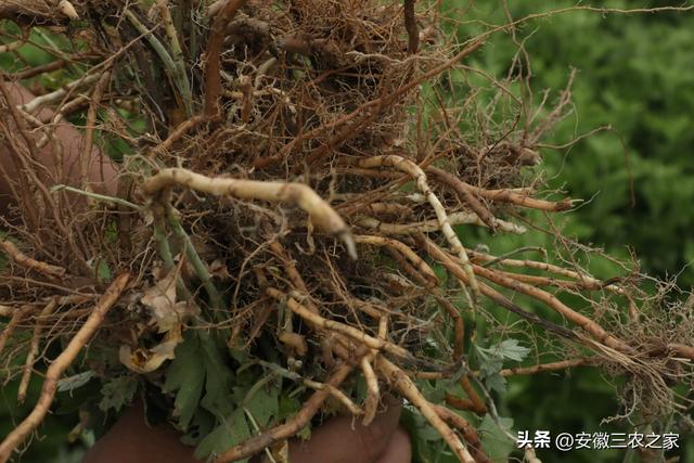 每亩投资600元，收益10年，艾草种植到底怎样，又该如何种植呢？