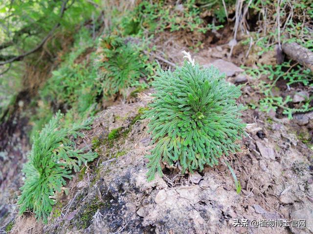 室内能养九死还魂草吗？