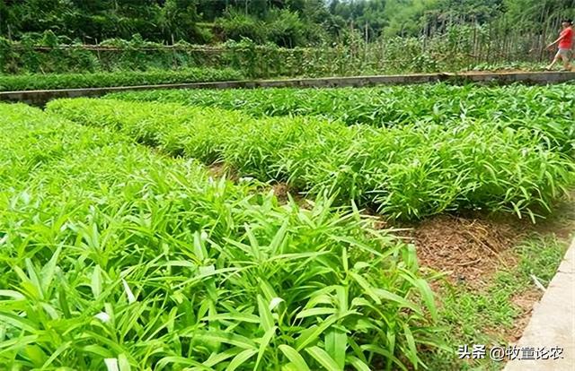 空心菜种植，种植的技术，空心菜栽培管理研究