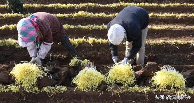 种植韭黄需要什么生长条件？掌握这5种方法，老菜农也会很羡慕你