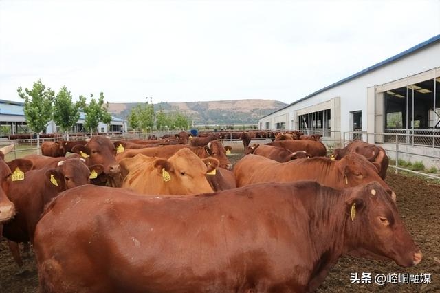 区畜牧兽医中心：​种植优质饲草 助力产业发展