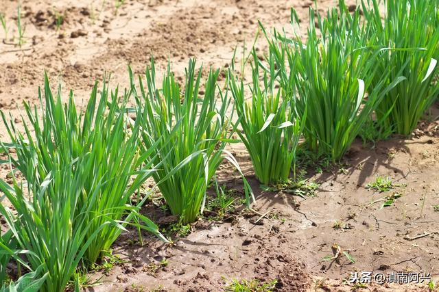 种植韭黄需要什么生长条件？掌握这5种方法，老菜农也会很羡慕你