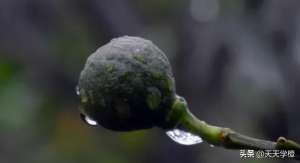 怎么种植橙子(脐橙树种植的步骤，只要掌握以下三点，原来种树也不难)