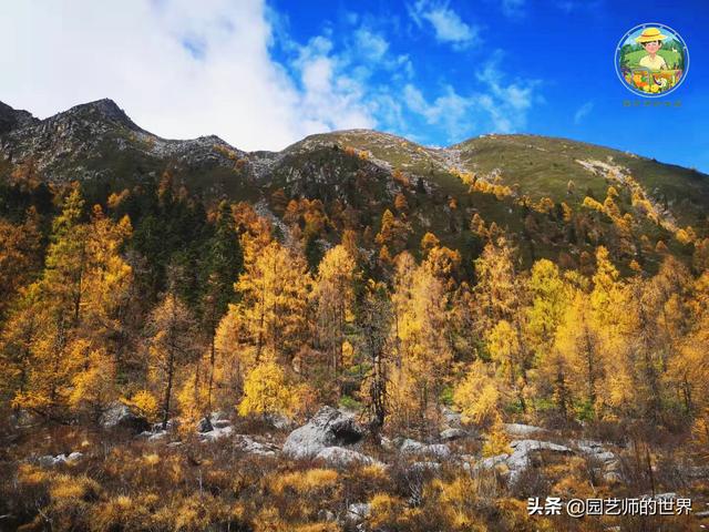 夏季草莓，为高山农业带来新契机