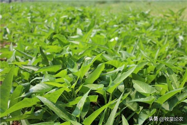 空心菜种植，种植的技术，空心菜栽培管理研究