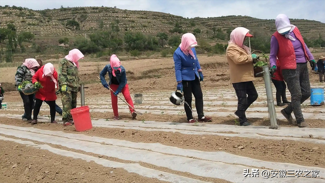 种植50亩黄芪和白术，哪个效益更高，投资成本如何，你会怎么选择