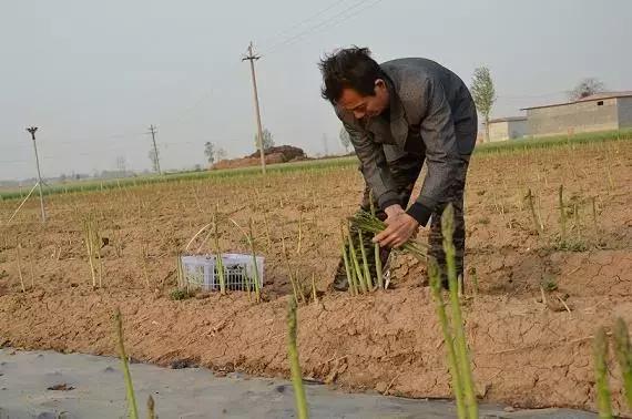 蔬菜之王？国宴必备菜肴？芦笋全套栽培技术分享