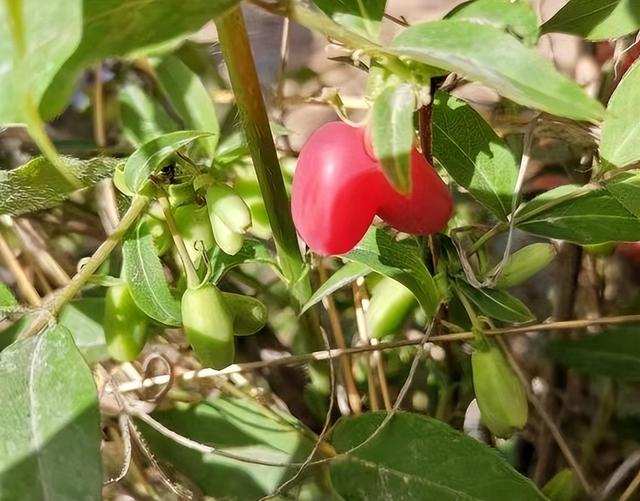 苦糖果，一个曾经名字特俗气的野果，虽好看好吃但发展种植要慎重