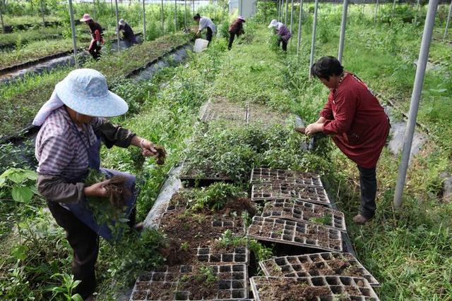 温商回归训化野生三叶青 豆豆宝成浙江“道地药园”