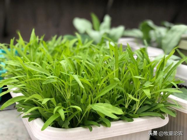 空心菜种植，种植的技术，空心菜栽培管理研究