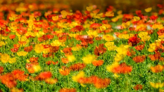 以为春天已经过去，其实她藏在了这儿——石家庄植物园月季芍药缤纷绽放