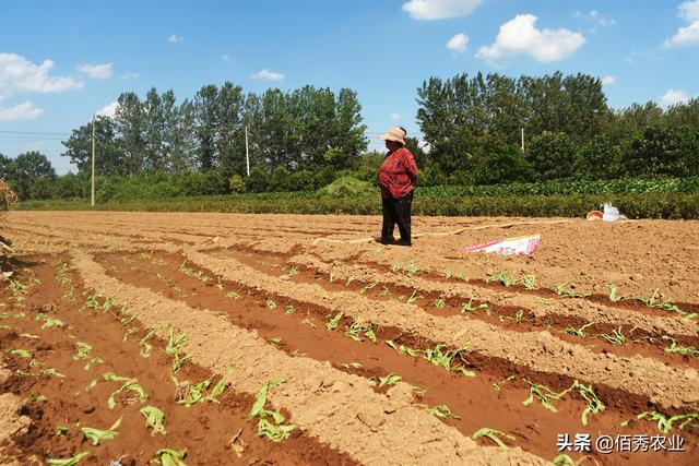 农村低调的“懒人菜”，种植成本低，加工后能吃一冬天