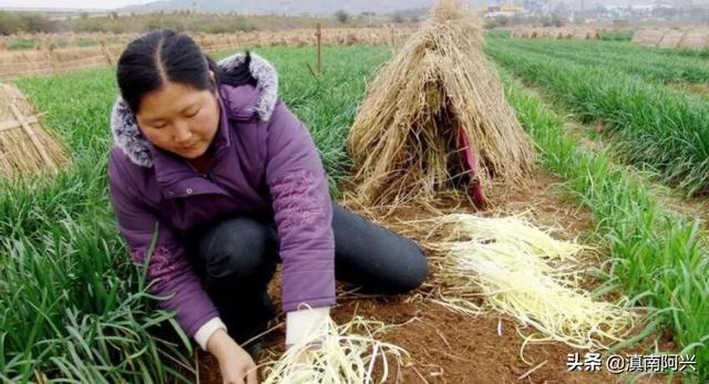 种植韭黄需要什么生长条件？掌握这5种方法，老菜农也会很羡慕你