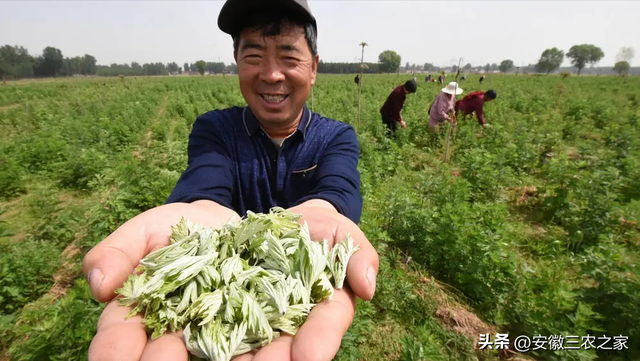 种植100亩艾草，需要投资多少本钱，现实收益和理论收益差距大吗