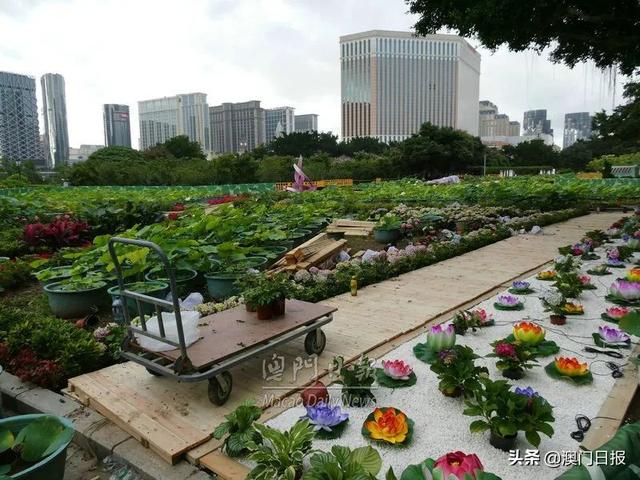 荷花节先睹为快