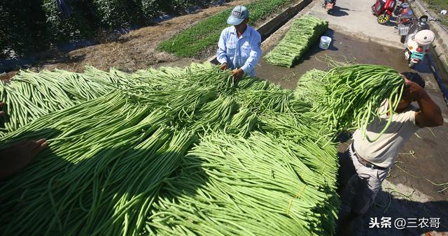 种植技术｜大幅提高豇豆产量的4个技术要点