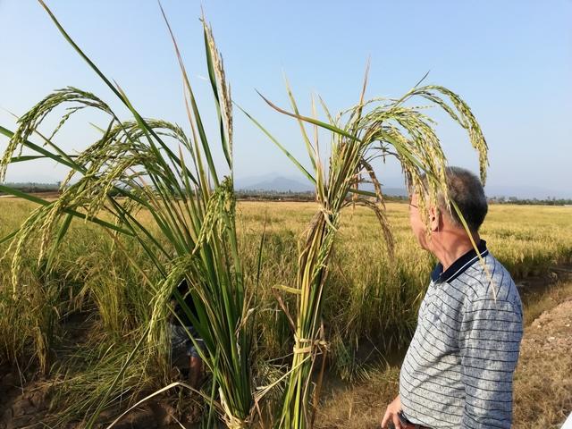 盐碱地产出的海水稻，口感难吃却越种越多，国家为何要大量种植？