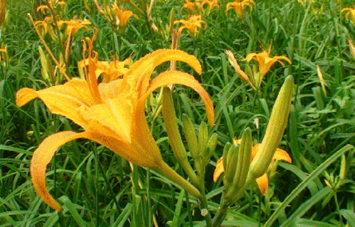 黄花菜怎么种，黄花菜的种植方法