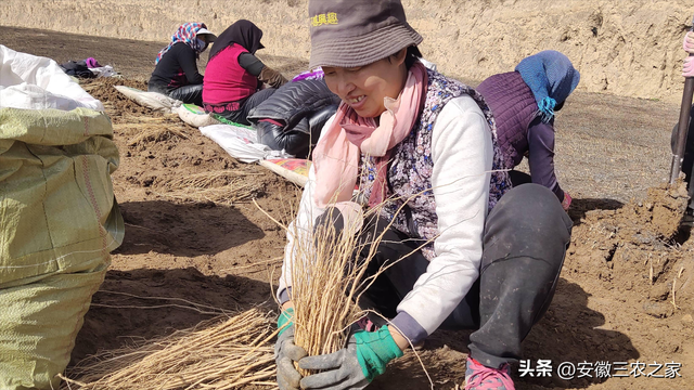 种植50亩黄芪和白术，哪个效益更高，投资成本如何，你会怎么选择