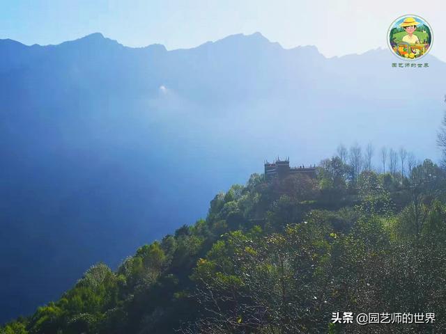 夏季草莓，为高山农业带来新契机