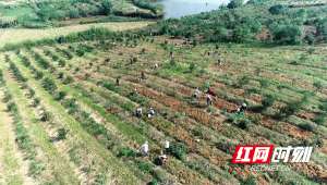 白芨种植价格(临澧四新岗镇久丰村：林下白芨采收忙  药材种植“丰”景好)