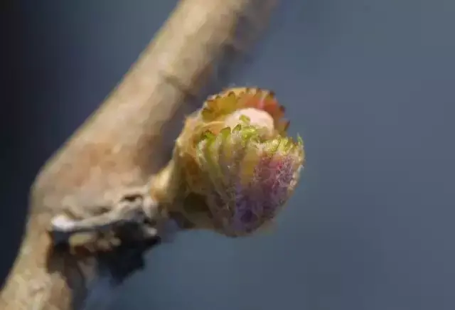 葡萄种植与管理(葡萄从萌芽期到开花前如何管理？清园，抹芽，施肥，防病虫)