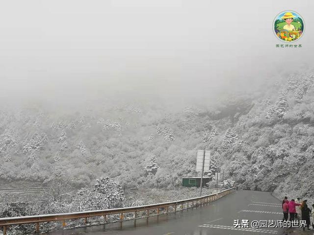 夏季草莓，为高山农业带来新契机