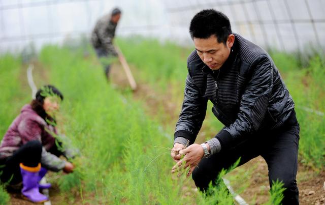 现在大棚种植那么多，还能够挣到钱呢？该怎么去做呢