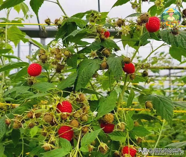 夏季草莓，为高山农业带来新契机