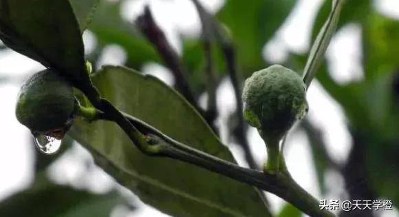 脐橙树种植的步骤，只要掌握以下三点，原来种树也不难