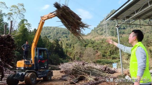 旱藕是啥“藕”？这里的人靠种它脱了贫