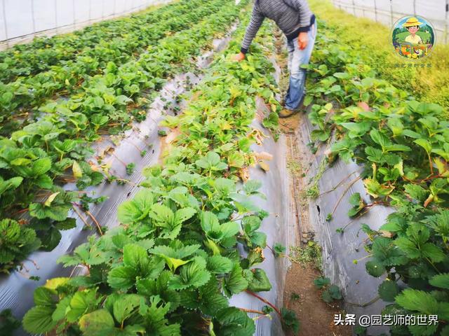 夏季草莓，为高山农业带来新契机