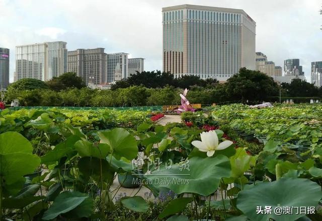 荷花节先睹为快