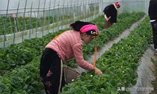 夏季草莓，为高山农业带来新契机