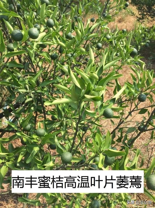 炎热的夏季如何防范柑橘高温热害的影响？加强柑橘园4个管理