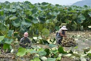 怎么种植莲藕(莲藕如何实现高产栽培？莲藕高产栽培技术要点)