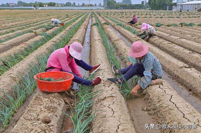 大葱一年种植几次？具体什么时间种植？播种育苗有哪些技术要点？