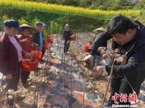 香椿种植地(湖南沅陵：红香椿让苗民的日子“红”起来)